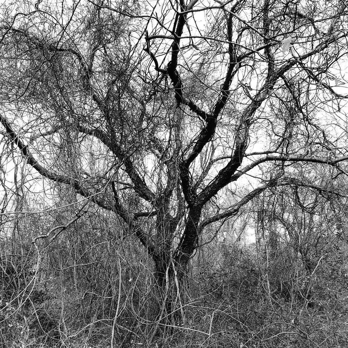 TREESTUDY140_2-copy